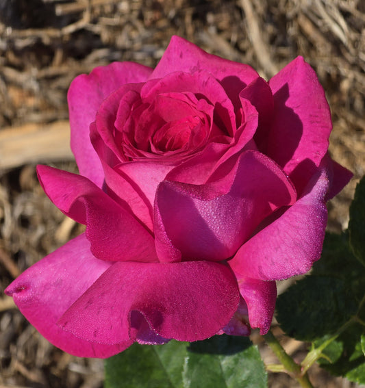 Perfume Delight Hybrid Tea Bush Rose