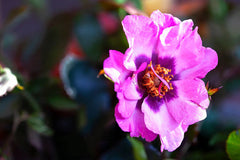 Persian Eyes™ Bush Rose (bare rooted)