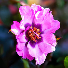 Persian Eyes™ Bush Rose