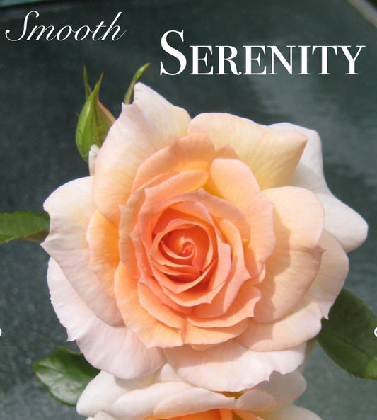 Smooth Touch Serenity Thornless Bush Rose (Bareroot)