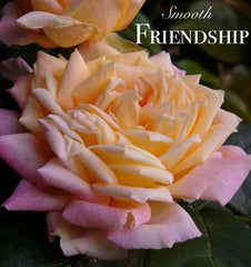 Smooth Touch Friendship Thornless Bush (bare-rooted)