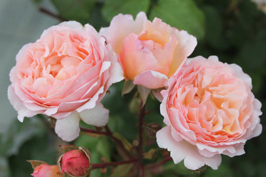 Princess Charlene De Monaco (bare rooted)