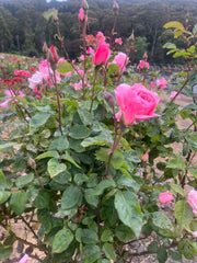 Queen Elizabeth Hybrid Tea (climbing) Bush Rose (Bareroot)