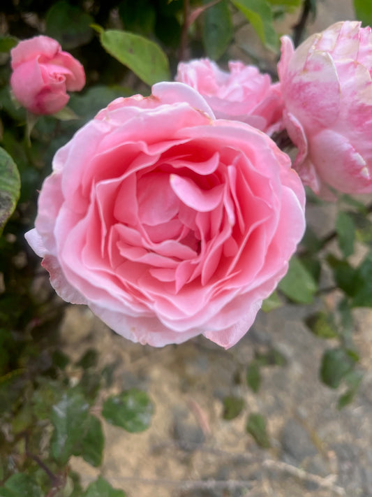 Queen Elizabeth Hybrid Tea 2ft patio standard