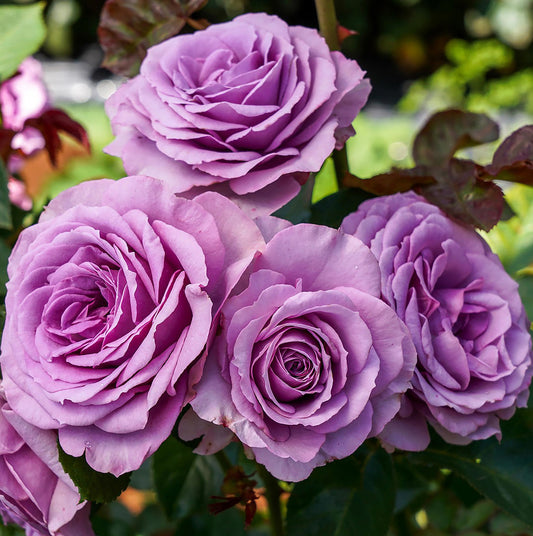 Quick Silver (CLIMBING)