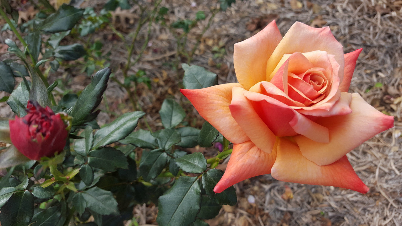 Remember Me - Hybrid Tea Bush Rose (bare rooted)