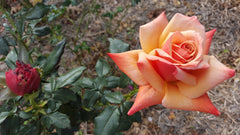 Remember Me 2ft Patio - Hybrid Tea Bush Rose (bare rooted)