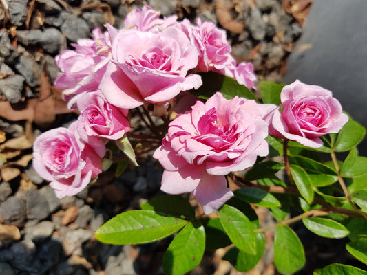 Renae - Climbing Rose