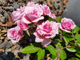 Renae - Climbing Rose