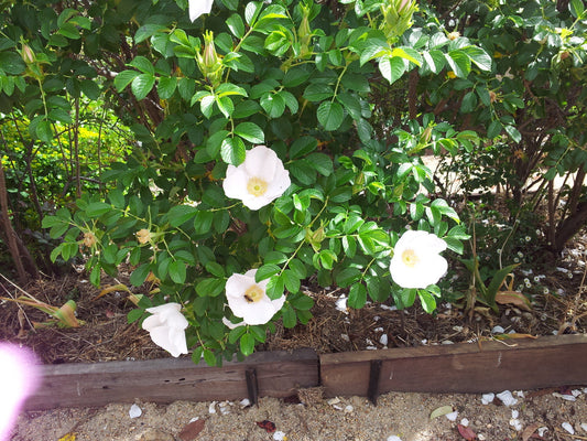 Rugosa Alba - Old Fashioned