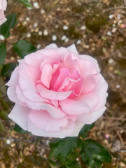 Radox Bouquet Hybrid Tea Bush Rose (Bareroot)