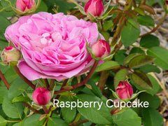 Raspberry Cupcake New Release Floribunda Bush Rose (Bareroot)