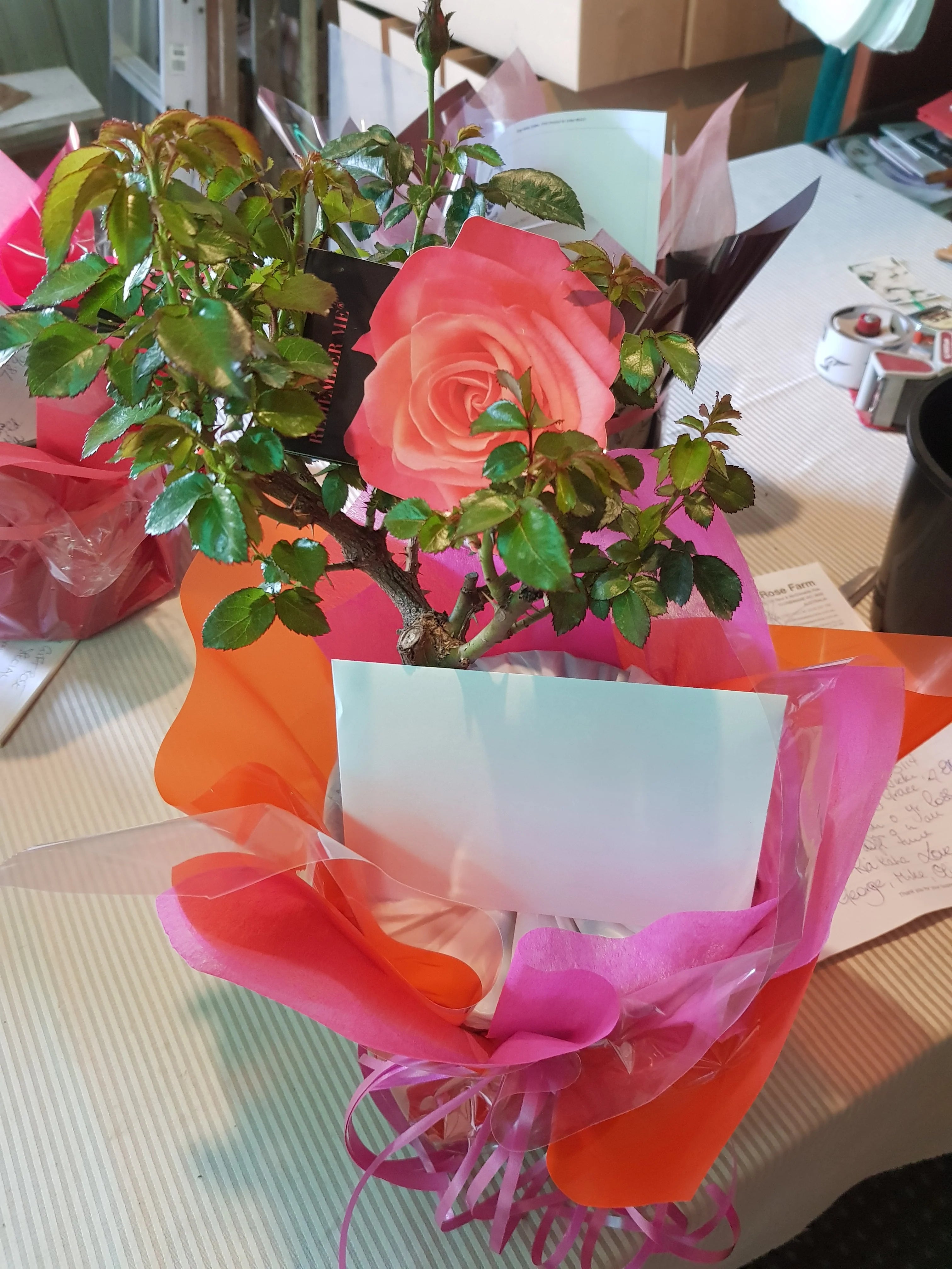 Love Grows: Showpiece™ Lipstick Bush Rose Gift Set