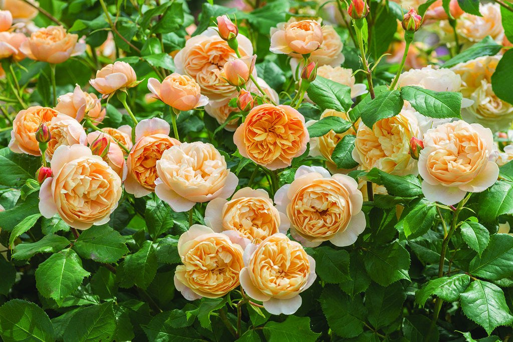 Roald Dahl (Ausowlish) David Austin Bush Rose