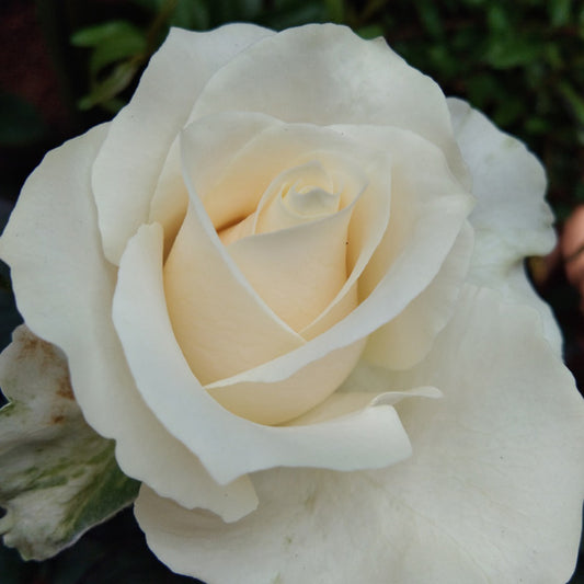 20cm Rosa Fresh Cream Hybrid Tea Bush Rose (Bare-Rooted)