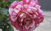 Scentimental - Modern Shrub