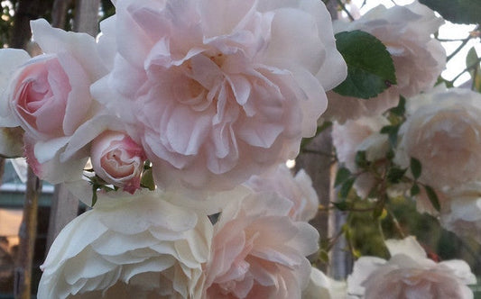 Seafoam - Climbing Rose (bare rooted)