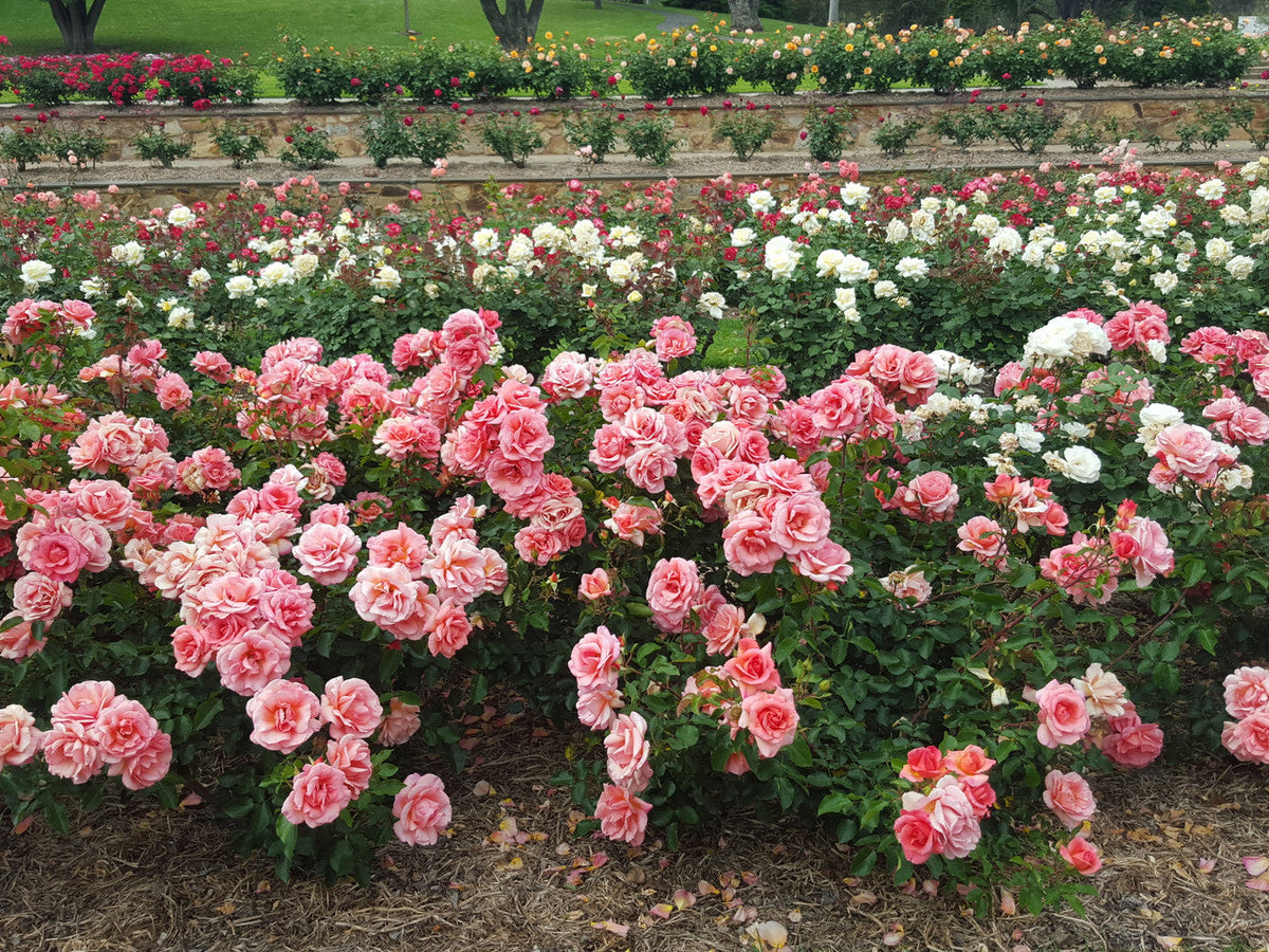 Simply Magic, Modern Shrub