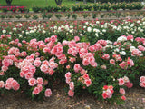 Simply Magic, Modern Shrub