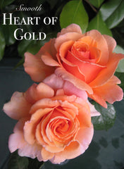 Smooth Touch Heart Of Gold Thornless (Climbing) Bush Rose (Bare-rooted)
