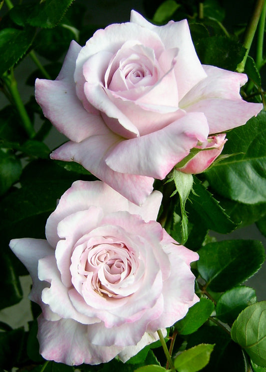 Smooth Touch Moonlight Thornless Bush Rose