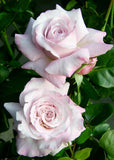 Smooth Touch Moonlight Thornless Bush Rose