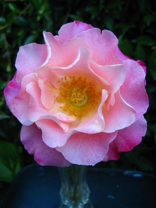 Smooth Touch Nonnas Love Thornless Bush Rose