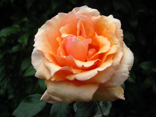 Smooth Touch Shining Spirit Thornless Bush Rose (Bare-rooted)