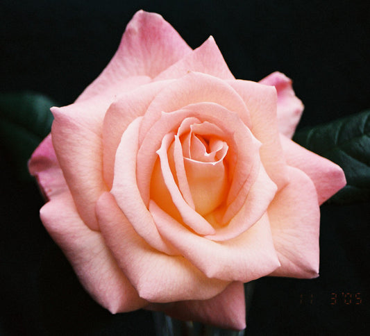 Smooth Touch Splendour Thornless (Climbing) Bush Rose (Bareroot)