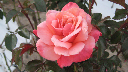 Rosa Smooth Touch True Friend Thornless Bush Rose