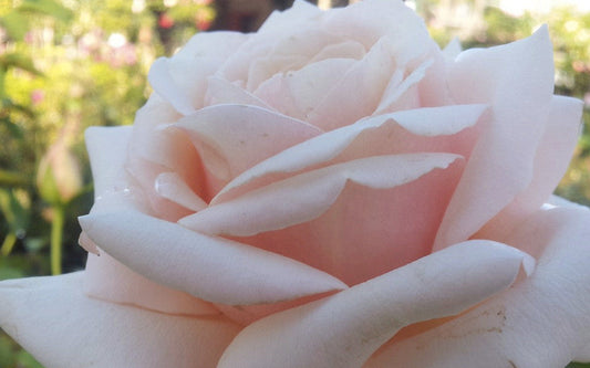 Spirit Of Peace - 2 ft Patio Standard (bare rooted)