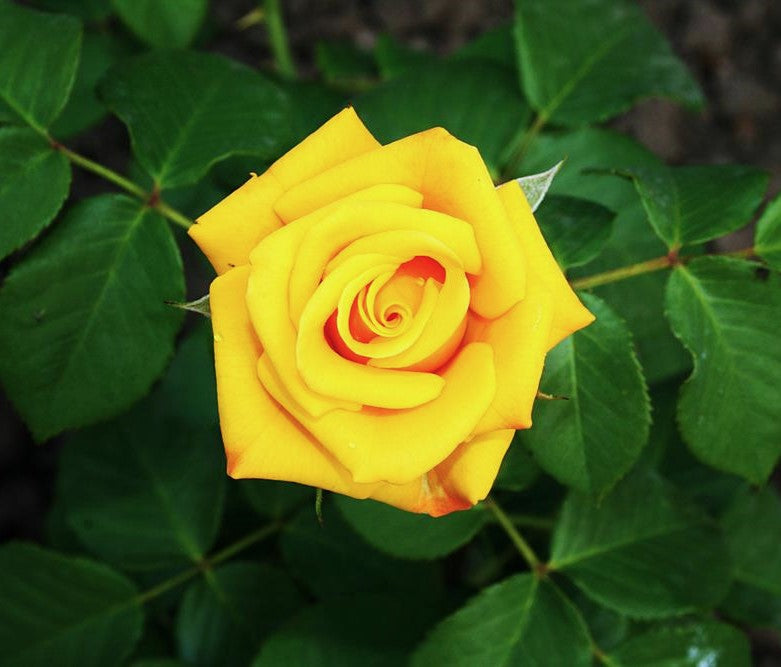 Lord Gold Hybrid Tea 2ft patio standard