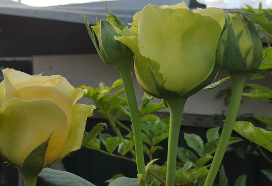 St Patrick 2ft (bareroot)