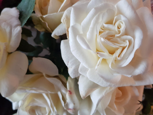 Sugar Moon (bare rooted)