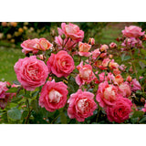 Summer Sun New Release 2 ft Patio Standard