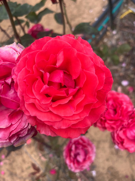 Samantha Hybrid Tea Bush Rose