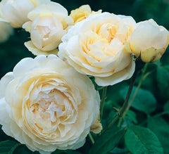 Windermere (Aushomer) David Austin Bush Rose (Bare-rooted)