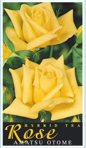 Amatsu Otome Bush Rose