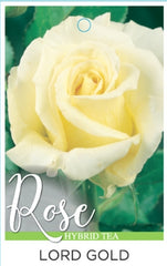 Lord Gold Hybrid Tea Bush Rose (Bare-rooted)