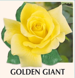 Golden Giant New Release Hybrid Tea Bush Rose (bare-rooted)