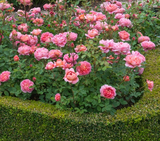 Boscobel (Auscousin) - David Austin Rose (bare rooted)
