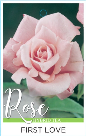 First Love (Bareroot)
