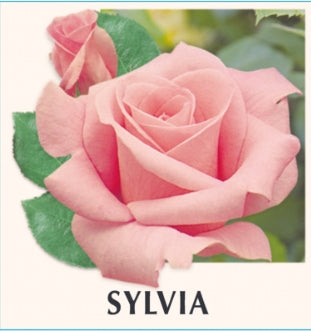 Sylvia Hybrid Tea Bush Rose (Bareroot)