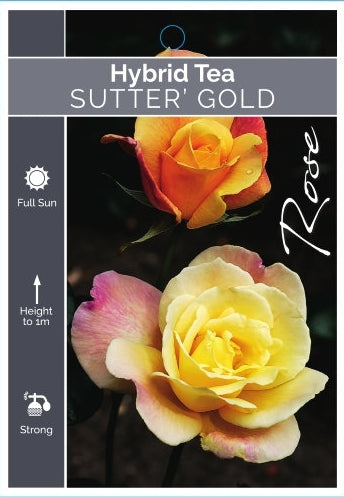 Sutters Gold Bush Rose (bare-rooted)