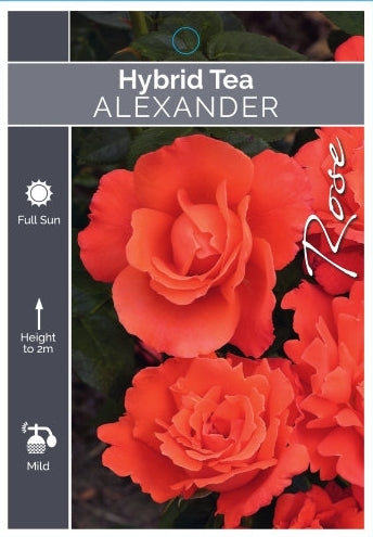 Alexander Hybrid Tea Bush Rose (bare-rooted)