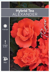 Alexander Hybrid Tea Bush Rose