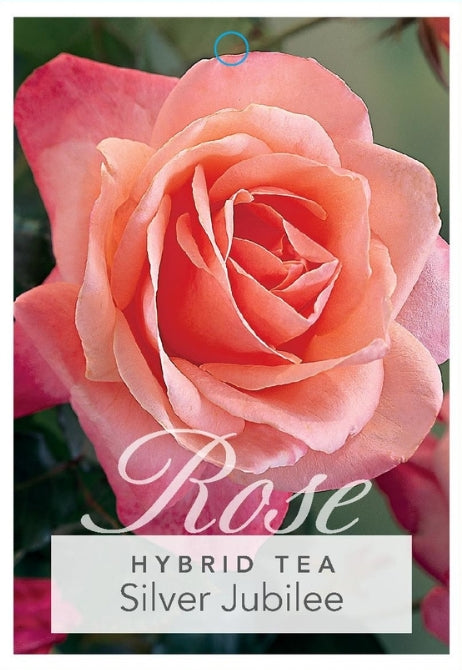 Silver jubilee - (bare-rooted)