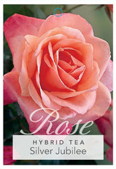 Silver jubilee - (bare-rooted)