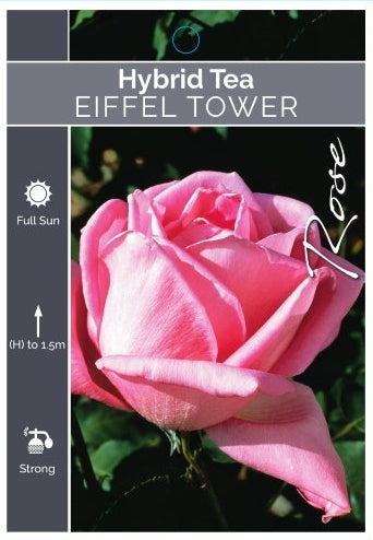 Eiffel Tower Hybrid Tea Bush Rose