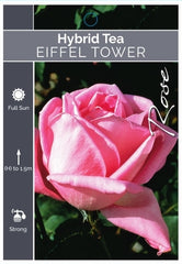 Eiffel Tower Hybrid Tea Bush Rose